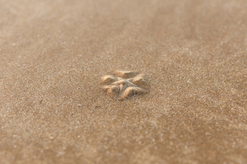 Starfish on the shore of a sandy beach buried in the sand. Mimicking.