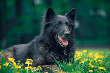 Holländischer Langhaar Schäferhund Hollandse Herder