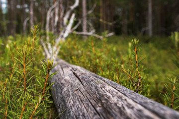 An old, dry, and long-fallen tree lies in green vegetation, in the forest, on a summer day.
