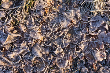 Fallen leaves on ground covered in frost rime