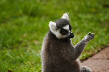 cool young lemur
