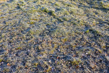 Fallen leaves on grass covered in frost rime