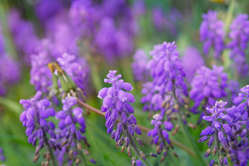 Lvander purple flowers with bokeh background