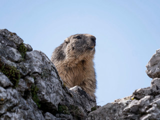 Marmotte méfiante