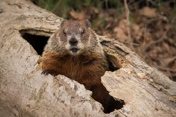 groundhog in log