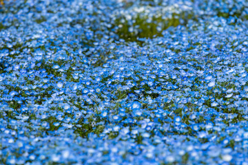 Blue nemophila flower field, in full bloom