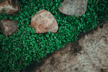 Background of grass and stones. Close up