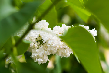 branch of white lilac