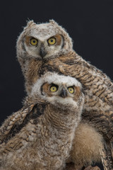 Two baby owls