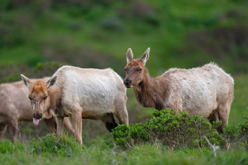 Tule elk (Cervus canadensis nannodes), Point Reyes National Seashore, Marin, California