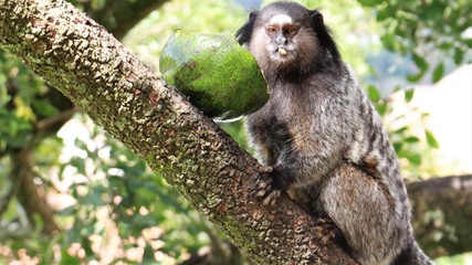macaco donkey