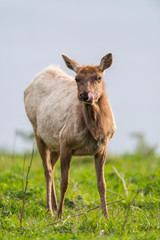 Tule elk (Cervus canadensis nannodes), Point Reyes National Seashore, Marin, California