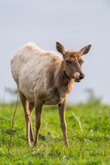 Tule elk (Cervus canadensis nannodes), Point Reyes National Seashore, Marin, California