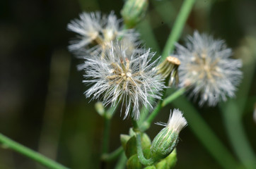 Flowers are white, like sunflowers with very small sizes of green stems