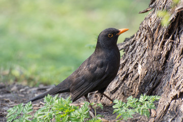 Common Blackbird (Turdus merula)