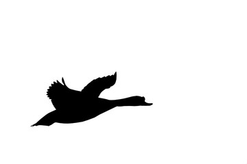 Black silhouette of duck on a white background. Isolated