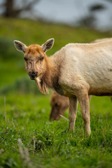 Tule elk (Cervus canadensis nannodes), Point Reyes National Seashore, Marin, California