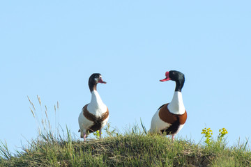 Two shelducks (tadorna tadorna) on the seacoast