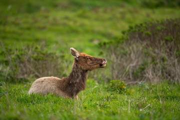 Tule elk (Cervus canadensis nannodes), Point Reyes National Seashore, Marin, California