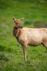 Tule elk (Cervus canadensis nannodes), Point Reyes National Seashore, Marin, California