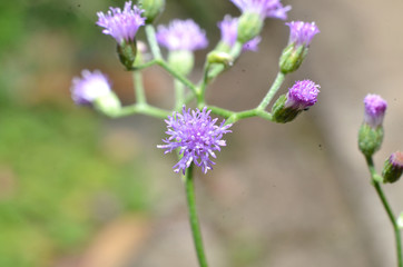 Flowers are purple, like sunflowers with very small sizes of green stems