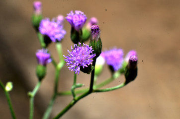 Flowers are purple, like sunflowers with very small sizes of green stems