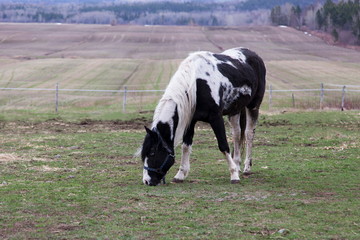 Fototapeta na wymiar Side view of piebald horse with blue eye feeding in field during grey spring morning, Cacouna, Quebec, Canada