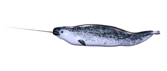 3D Rendering Male Narwhal on White © photosvac