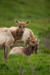Naklejka na ściany i meble Tule elk (Cervus canadensis nannodes), Point Reyes National Seashore, Marin, California