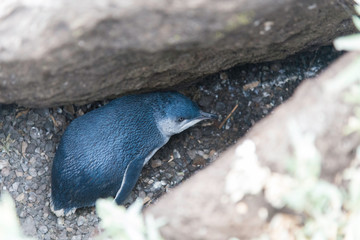 Little Penguin in Melbourne