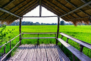 Old wooden hut seats in the green rice fields 
