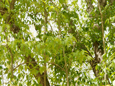 Die Eucommia ulmoides oder Chinesischer Guttaperchabaum. Hellgrauer Stamm und gezackte grüne Blätter