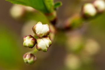 Obraz premium Unopened buds of cherry (Prunus subg. Cerasus) on a blurred background. Macro.