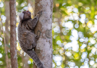 Marmoset on top of a tree on Sugar Loaf trail