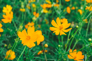 yellow flowers in garden