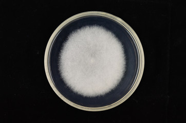 Beautiful colonies of Rhizopus oryzae  growing on agar plate