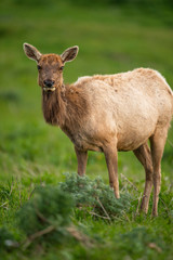Tule elk (Cervus canadensis nannodes), Point Reyes National Seashore, Marin, California