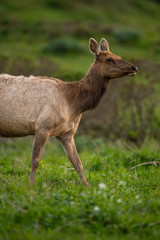 Tule elk (Cervus canadensis nannodes), Point Reyes National Seashore, Marin, California