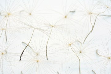 Semillas de diente de león con fondo blanco