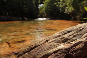 River in the forest Brazil