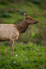 Tule elk (Cervus canadensis nannodes), Point Reyes National Seashore, Marin, California