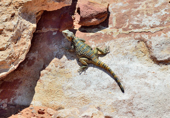 Desert spiny lizard