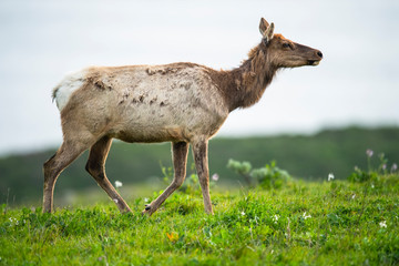 Tule elk (Cervus canadensis nannodes), Point Reyes National Seashore, Marin, California - 267116660