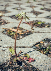 Dead dandelion plant growing in paving