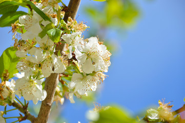 Obraz premium cherry tree