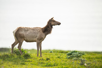 Tule elk (Cervus canadensis nannodes), Point Reyes National Seashore, Marin, California