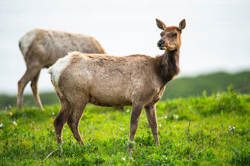 Tule elk (Cervus canadensis nannodes), Point Reyes National Seashore, Marin, California