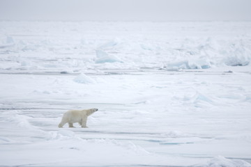 Obraz na płótnie Canvas Polar bear cross sea ice in the Arctic