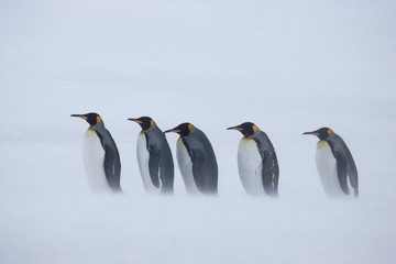 King penguins during awhiteout on South Georgia Island