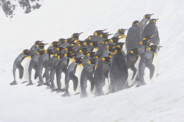 King penguins huddled against the blowing snow on South Georgia Island - 267117227